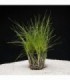 ELEOCHARIS PARVULA