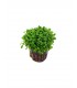 GLOSSOSTIGMA ELATINOIDES