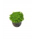 HEMIANTHUS CALLITRICHOIDES (CUBA)
