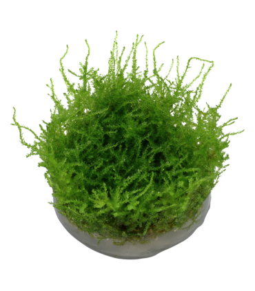MUSGO DE JAVA (Vesicularia dubyana)