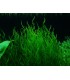 MUSGO FLAME MOSS (Taxiphyllum flame)