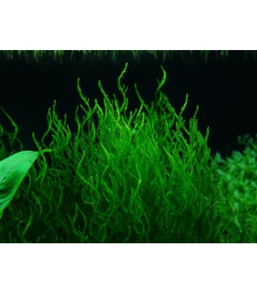 MUSGO FLAME MOSS (Taxiphyllum flame)