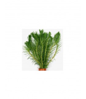 MYRIOPHYLLUM PROPIQUUM