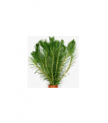 MYRIOPHYLLUM PROPIQUUM