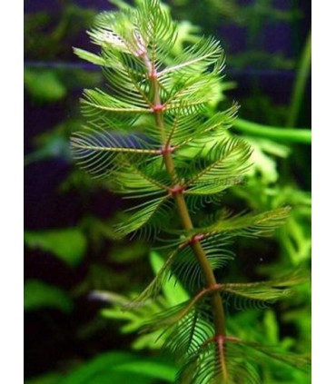 MYRIOPHYLLUM SPICATUM