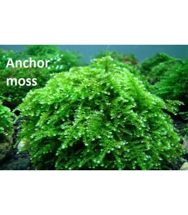 Musgo Ancla - Anchor Moss (Vesicularia anchori)