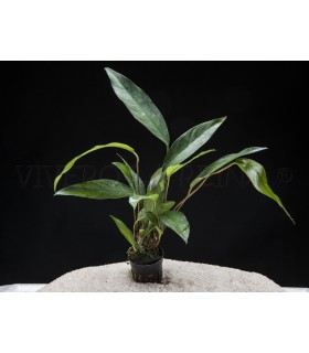 ANUBIA LANCEOLATA