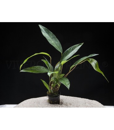 ANUBIA LANCEOLATA