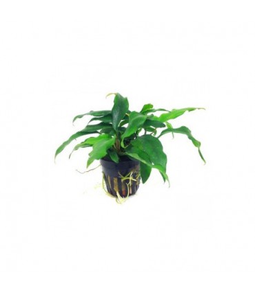 ANUBIA MINIMA