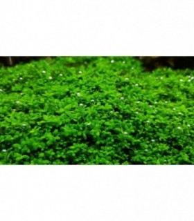 HEMIANTHUS CALLITRICHOIDES (CUBA)