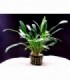CRYPTOCORYNE NEVELLI