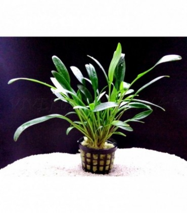 CRYPTOCORYNE NEVELLI