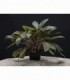CRYPTOCORYNE WENDTII BROWN
