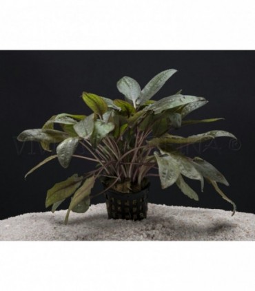CRYPTOCORYNE WENDTII BROWN