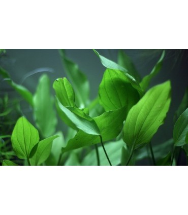 ECHINODORUS ARGENTINENSIS