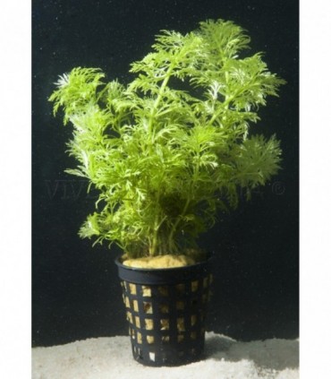 AMBULIA LIMNOPHILA SESSILIFLORA