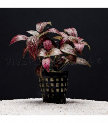 FITONIA FORREST FLAME