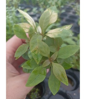 Alternanthera bettzickiana red