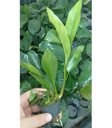 Anubias congensis