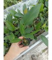 Anubias hastifolia