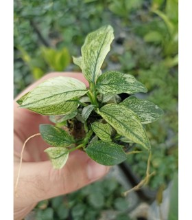Anubia pinto
