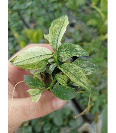Anubia pinto