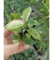 Anubia pinto