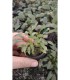 Cryptocoryne parva