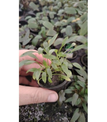 Cryptocoryne parva