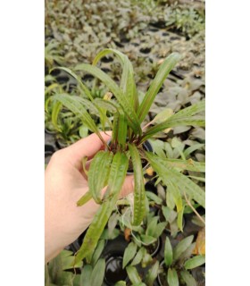 Cryptocoryne balansae
