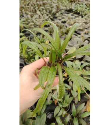 Cryptocoryne balansae
