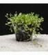 GLOSSOSTIGMA ELATINOIDES