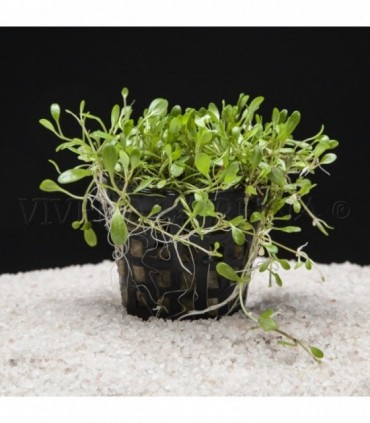 GLOSSOSTIGMA ELATINOIDES