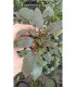 Cryptocoryne bullosa