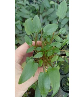 Cryptocoryne wendtii green
