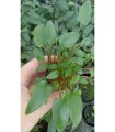 Cryptocoryne wendtii green