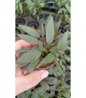 Cryptocoryne beckettii petchii