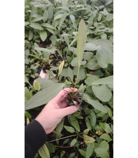 Echinodorus horemanii