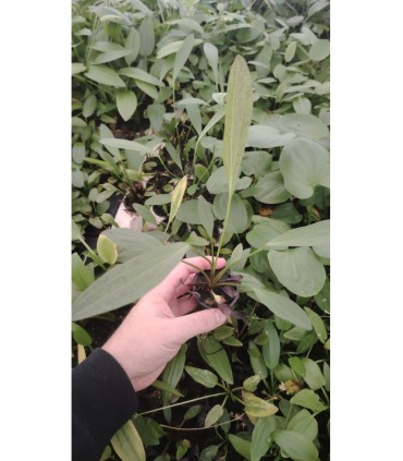 Echinodorus horemanii
