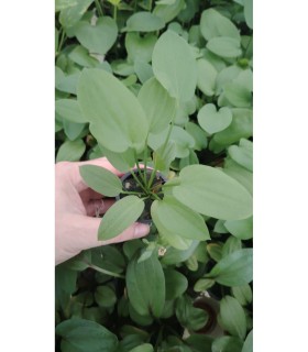Echinodorus orientalis