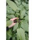Echinodorus cordata