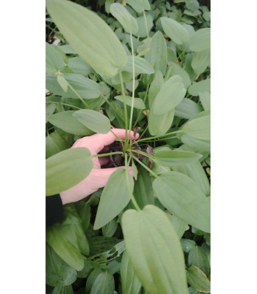 Echinodorus cordata
