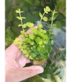 Lysimachia Aurea