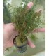 Myriophyllum mattogrossensis red