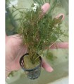 Myriophyllum mattogrossensis red