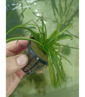 Sagytaria subulata