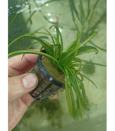 Sagytaria subulata