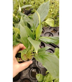 Spathyphyllum green (PALUDARIO)