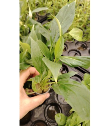 Spathyphyllum green (PALUDARIO)