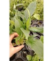 Spathyphyllum green (PALUDARIO)